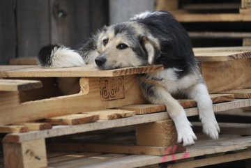 Столичні активісти рятують п’ять собак-“спинальників”