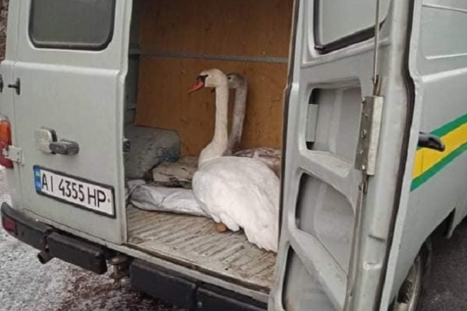 В Чорнобильському заповіднику рятували лебедів-шипунів. Птахи живі, але дезорієнтовані (ФОТО)