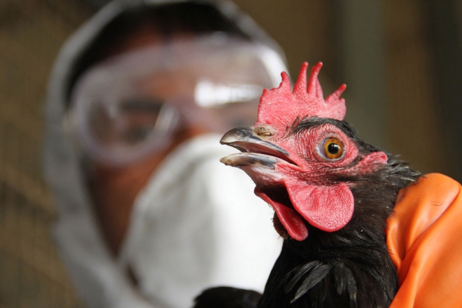 Привіт від 2020: пташиний грип з Європи докотився до Київщини