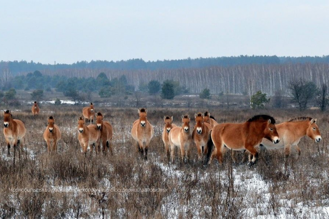 Із зашморгами на шиях. У Чорнобилі жорстоко вбивають коней Пржевальського (ФОТО 18+)
