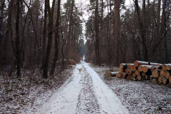 На Київщині знищують 200-літні дерева під виглядом санітарної чистки