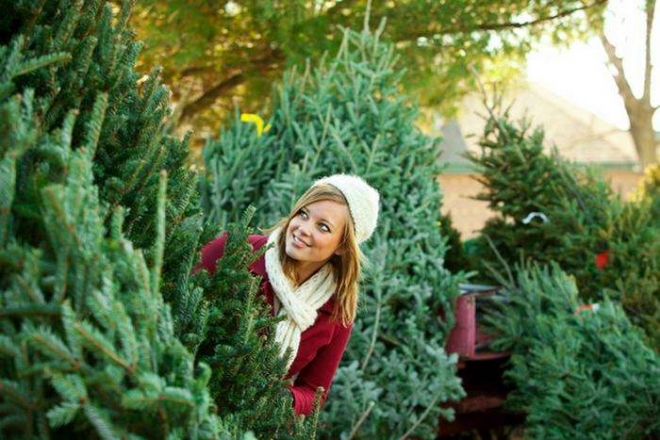 У Києві відкрились ялинкові ярмарки – як правильно купувати новорічне дерево