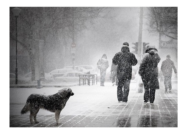 У Києві запанувала зима – “нічиї” тварини можуть загинути без нашої допомоги