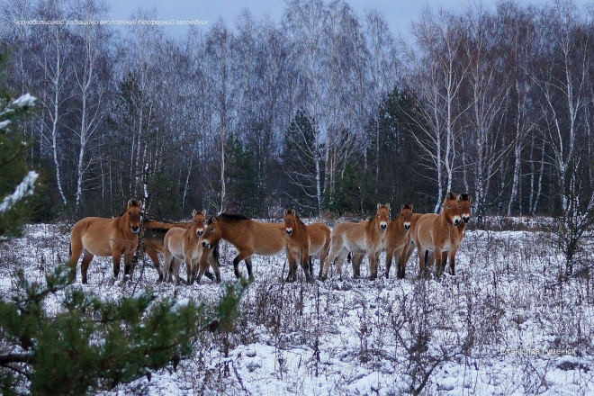 Табун коней Пржевальського помітили серед засніженого лісу в Чорнобильському заповіднику (ФОТО)