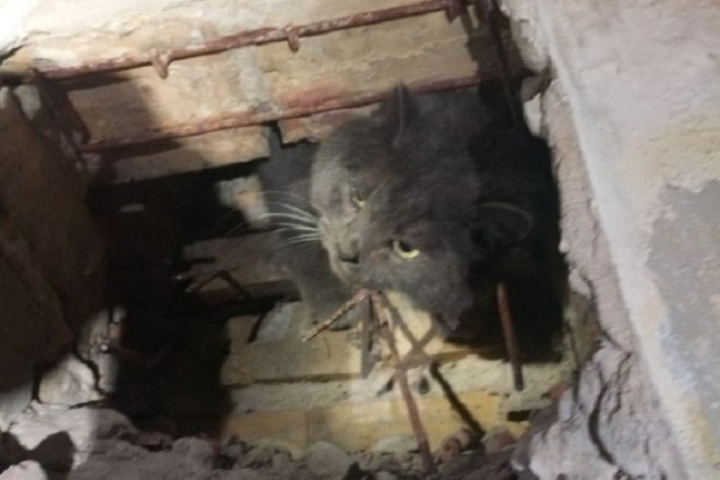 А все тому, що хтось забагато їсть: у Києві повнявий кіт застряг у бібліотеці