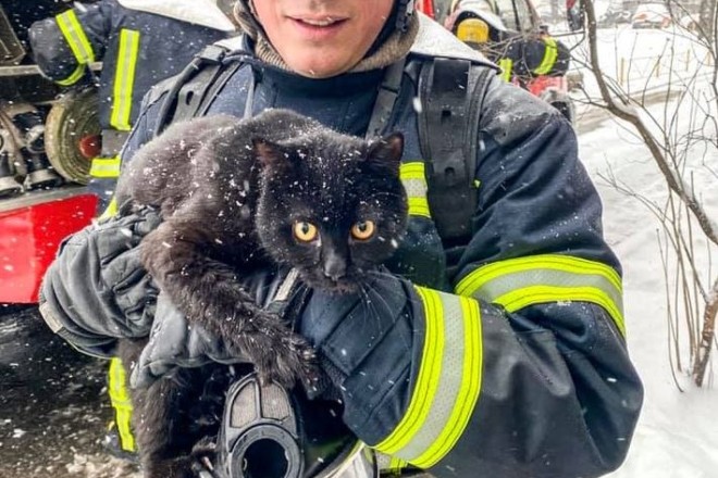 Пожежники врятували котика з охопленої вогнем квартири