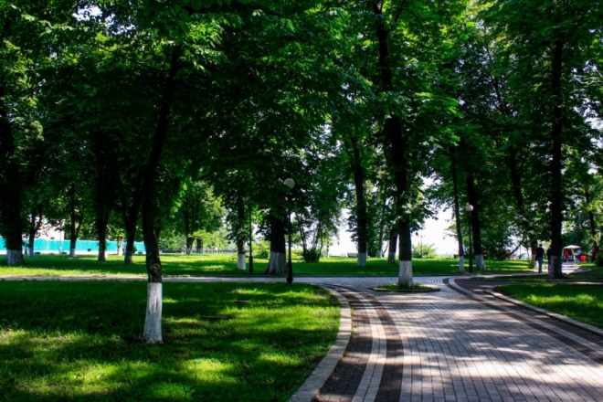 Не море зелене. Скільки дерев висадили в Києві за 2020