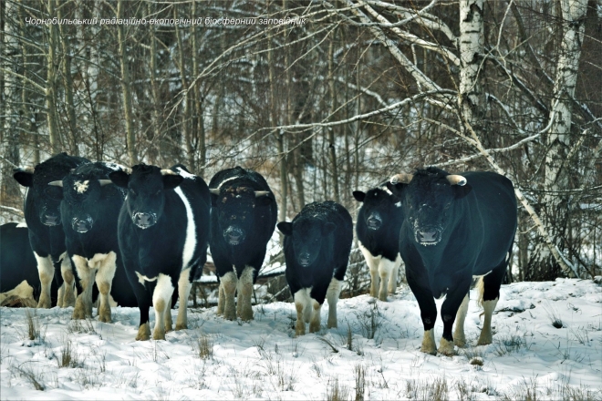 Стадо здичавілих корів в Чорнобильському заповіднику – вражаючі фото