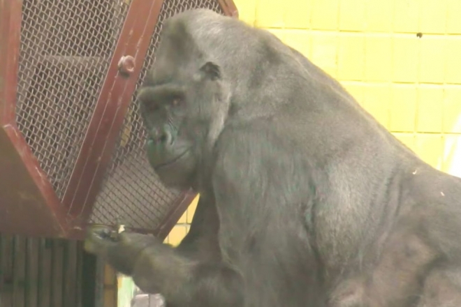 Іменна ковдра та горішки для горили – в столичному зоопарку свята продовжуються