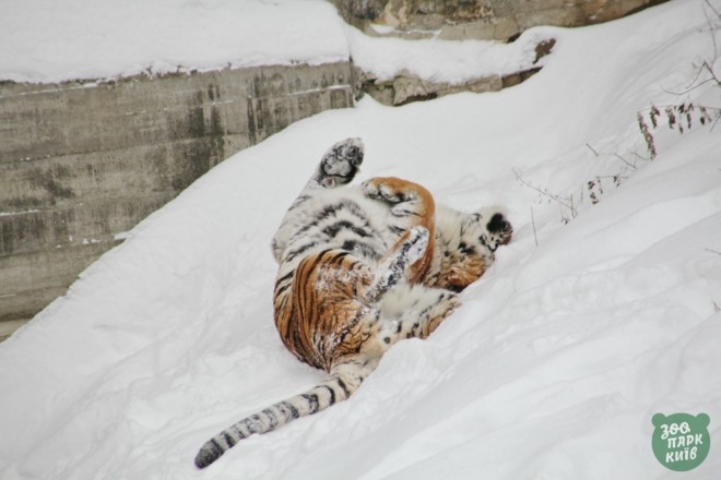 Радіють всі – від тигра до єнота. Зимові будні звірів у Київзоо