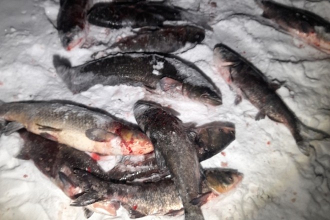 На Харківському масиві на “гарячому” спіймали браконьєра: наловив чотири мішки риби