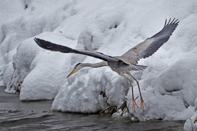 Птаха дзьоб годує. На Київщині вдалося зафільмувати як чаплі ловлять рибу (ФОТО)