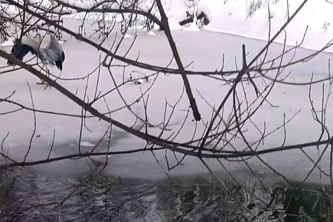 Самець чаплі три доби стояв у річці Ірпінь біля загиблої самки. Довелось рятувати зоозахисникам