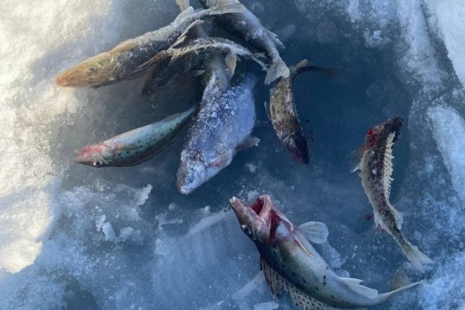 На Десні рибалки виловлюють червонокнижну рибу на тисячі гривень (ФОТО)