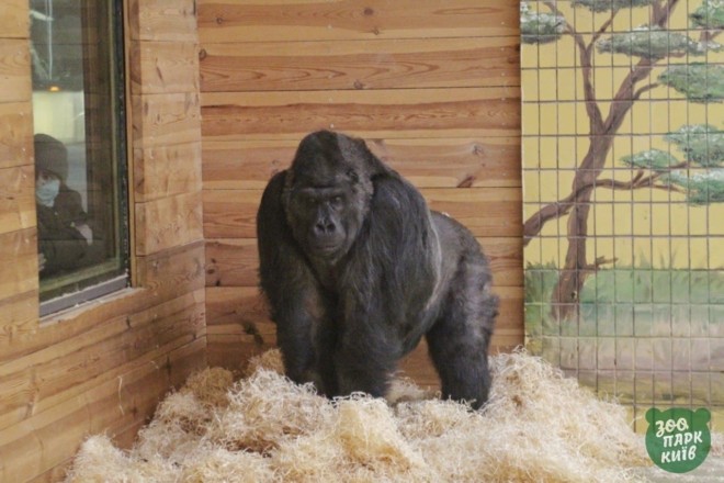 Легенда київського зоопарку – горила Тоні почуває себе краще
