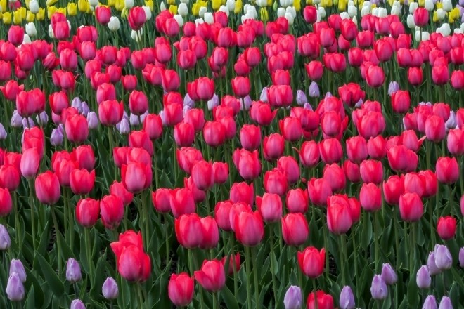 Навесні у Дніпровському районі розквітнуть 15 тисяч тюльпанів – де побачити