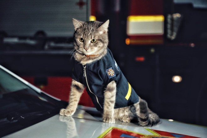 Незвичайний рятувальник. Безпритульне кошеня дослужилось до звання майора