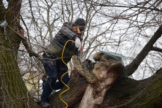У Києві “полікували” унікальне 400-річне дерево, що є візитівкою столиці