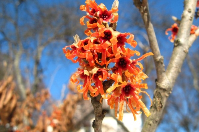 У Ботсаду на вулиці розквітли дивовижні помаранчеві квіти.Фото
