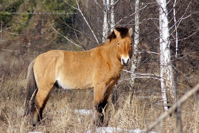 Коні Пржевальського у Чорнобилі — показали вражаючі фото