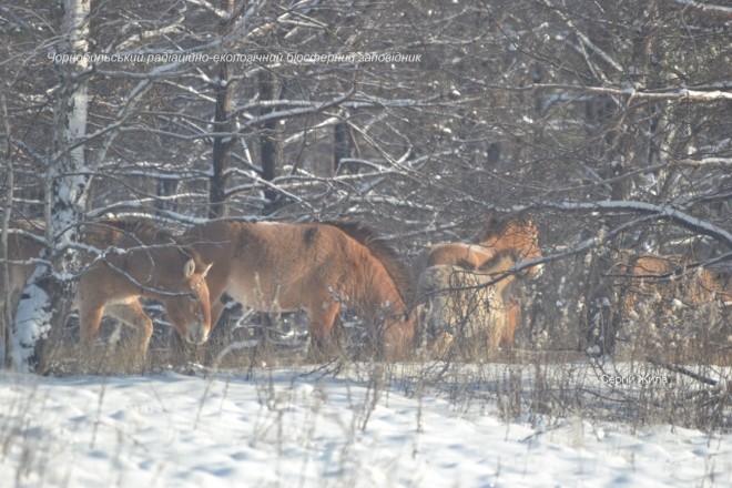 Чорнобильський заповідник оприлюднив фото схудлих тварин