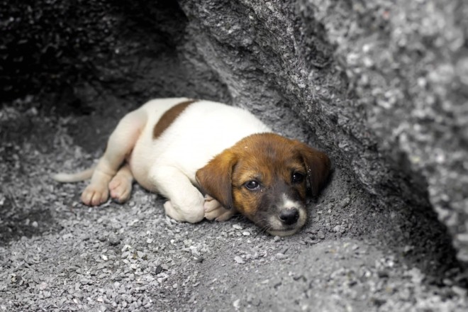 Небезпечний вигул: на Позняках власники собак знайшли у парку шматок сосиски з голкою