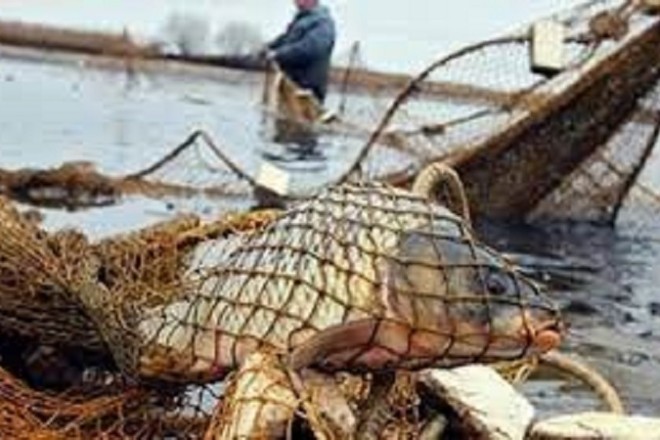 На Київщині витягли “безхозну” браконьєрську сітку з рибою (ВІДЕО)