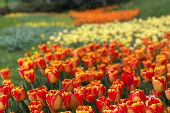 700 тисяч тюльпанів і не тільки. Коли можна буде відвідати виставку квітів на Співочому полі