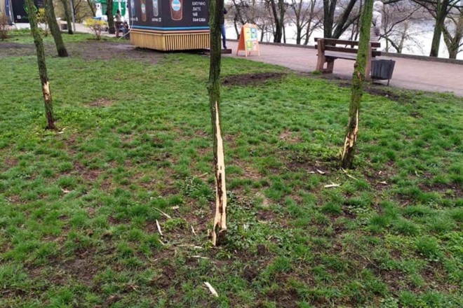 Дивні розваги: на Дніпровській набережній хтось пообгризав кору з молодих дерев