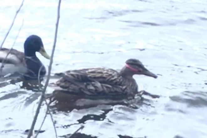Яскравий приклад людського недбальства: пластиковий “зашморг” вбиває качку на озері