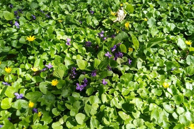 Сонце, зелень та білочки – весняні фото з дендропарку “Олександрія”
