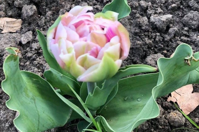 Унікальні рожево-білі тюльпани розквітнули у Ботсаду – фото