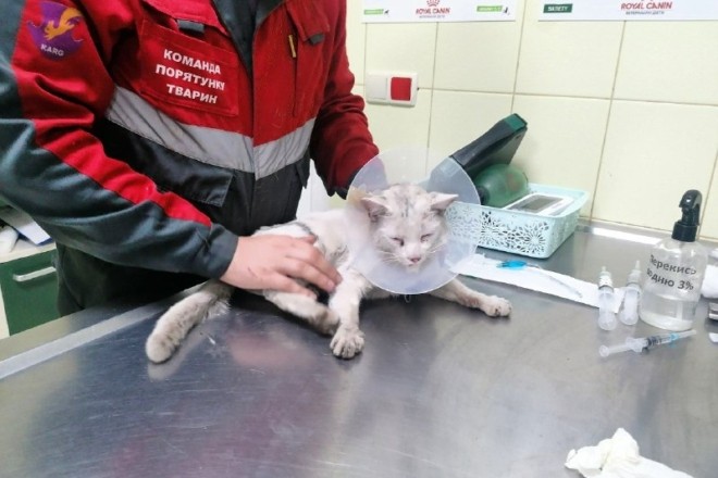 У Києві кіт «катався» на даху ліфта та впав у шахту. Ліфтера рятують