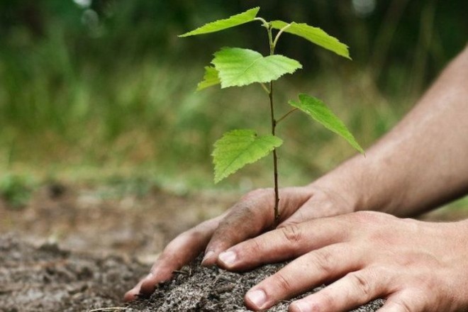 “Озеленення планети”: в Пуща-Водиці висадять мільйонне дерево