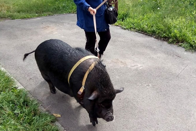 У квартирі на Солом’янці живе 80-кілограмова свинка Маргошка (ФОТО)