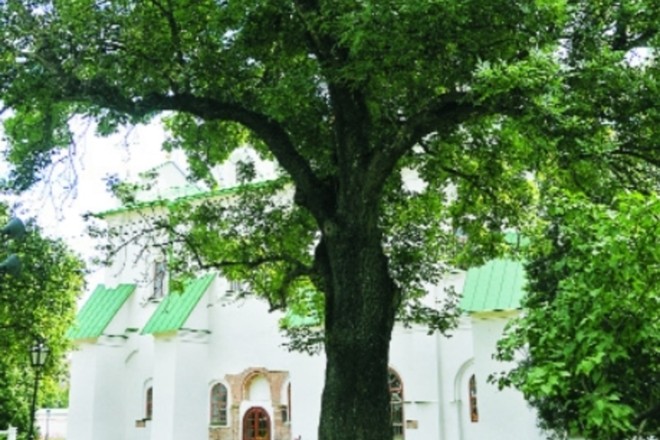 Піклуватись про старших. Столітні дерева Києва обстежуватимуть та лікуватимуть