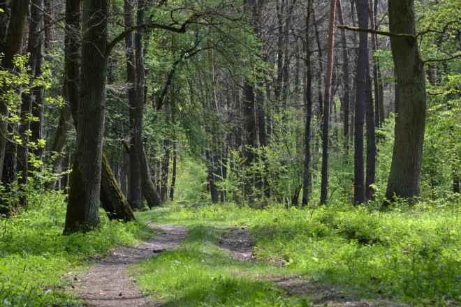 Українські ліси перевірять. Востаннє це робили 10 років тому