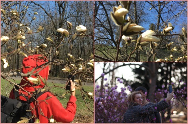 В Києві зацвіли перші магнолії – весняні фото