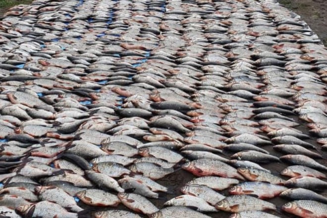 Понад 200 кг риби незаконно виловили браконьєри на Київщині