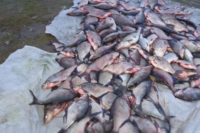 Браконьєри виловили понад півтонни риби на Київщині