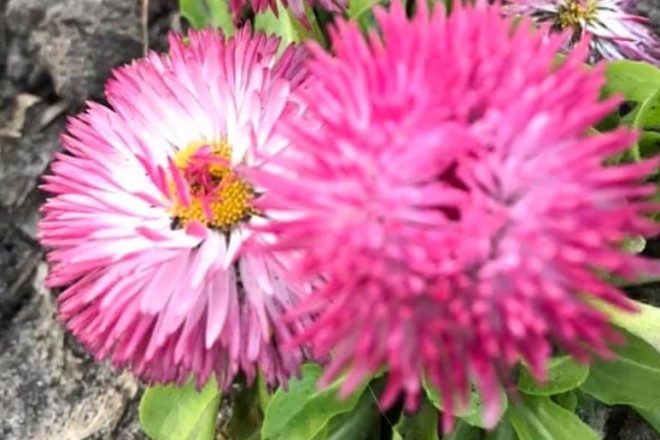 Весняна краса Солом’янського району – 7 квіткових фото