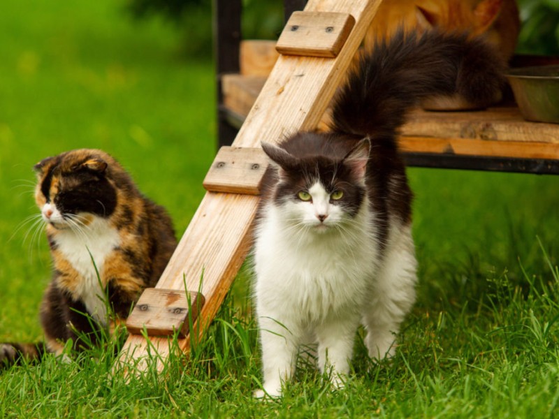 Вуличні коти в Ірпені обзавелись двоповерховим котеджем