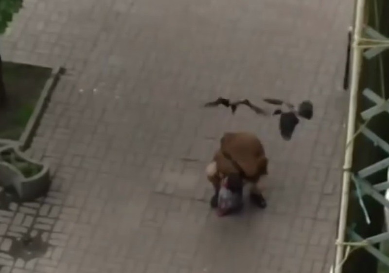 Відео дня. На вулиці Саксаганського птахи напали на перехожого
