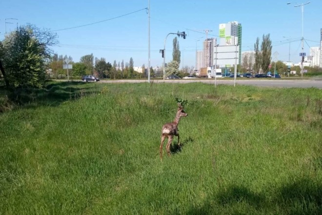 Бембі в Києві: біля метро помітили оленятко