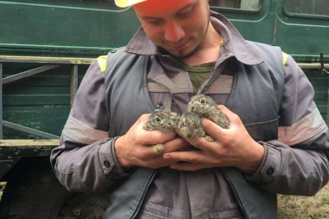 Все вигоріло вщент: в Чорнобилі врятували трьох зайченят (ФОТО)