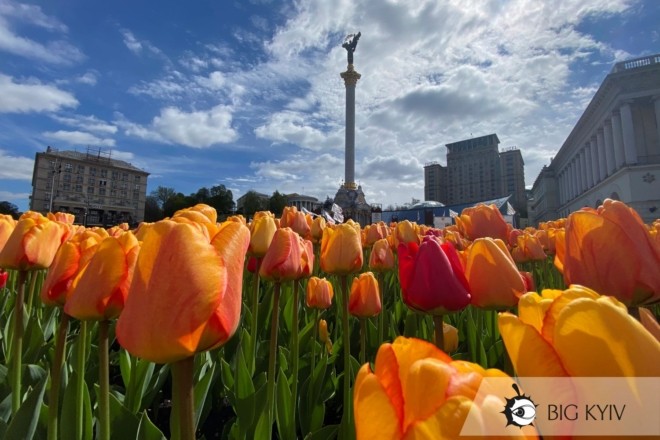 У Києві розквітли 100 тисяч тюльпанів на честь Героїв Небесної сотні (ФОТО)