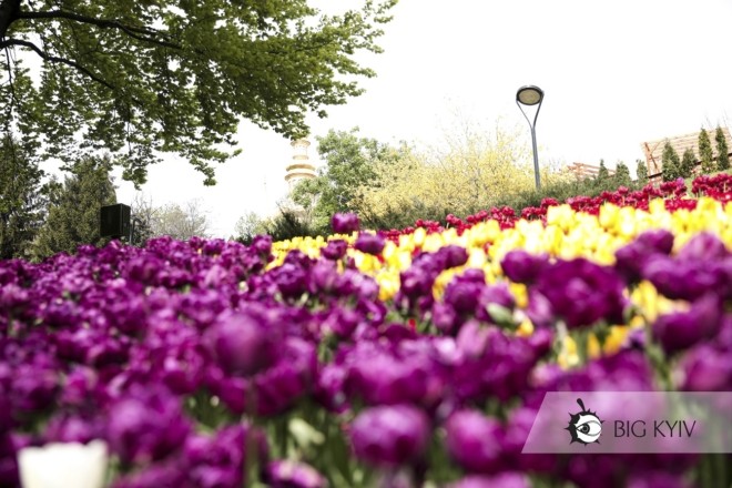 Весняна казка на Співочому. Тисячі тюльпанів різних сортів та видів чекають зустрічі з киянами