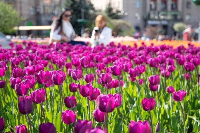 У центрі Києва знову розквітнуть 100 тисяч тюльпанів