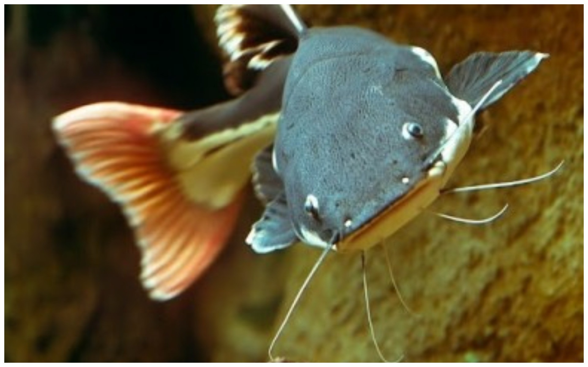 Мелкая хищная рыба. Фрактоцефалус краснохвостый. Сом краснохвостый аквариумный. Краснохвостый Оринокский сом. Сомик краснохвостый аквариумный.