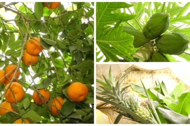 Під Києвом чоловік вирощує банани, папайю та іншу екзотику (ВІДЕО)